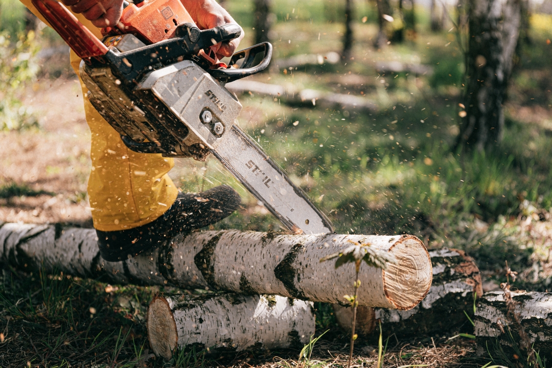 Trädfällning Malmö - arborist